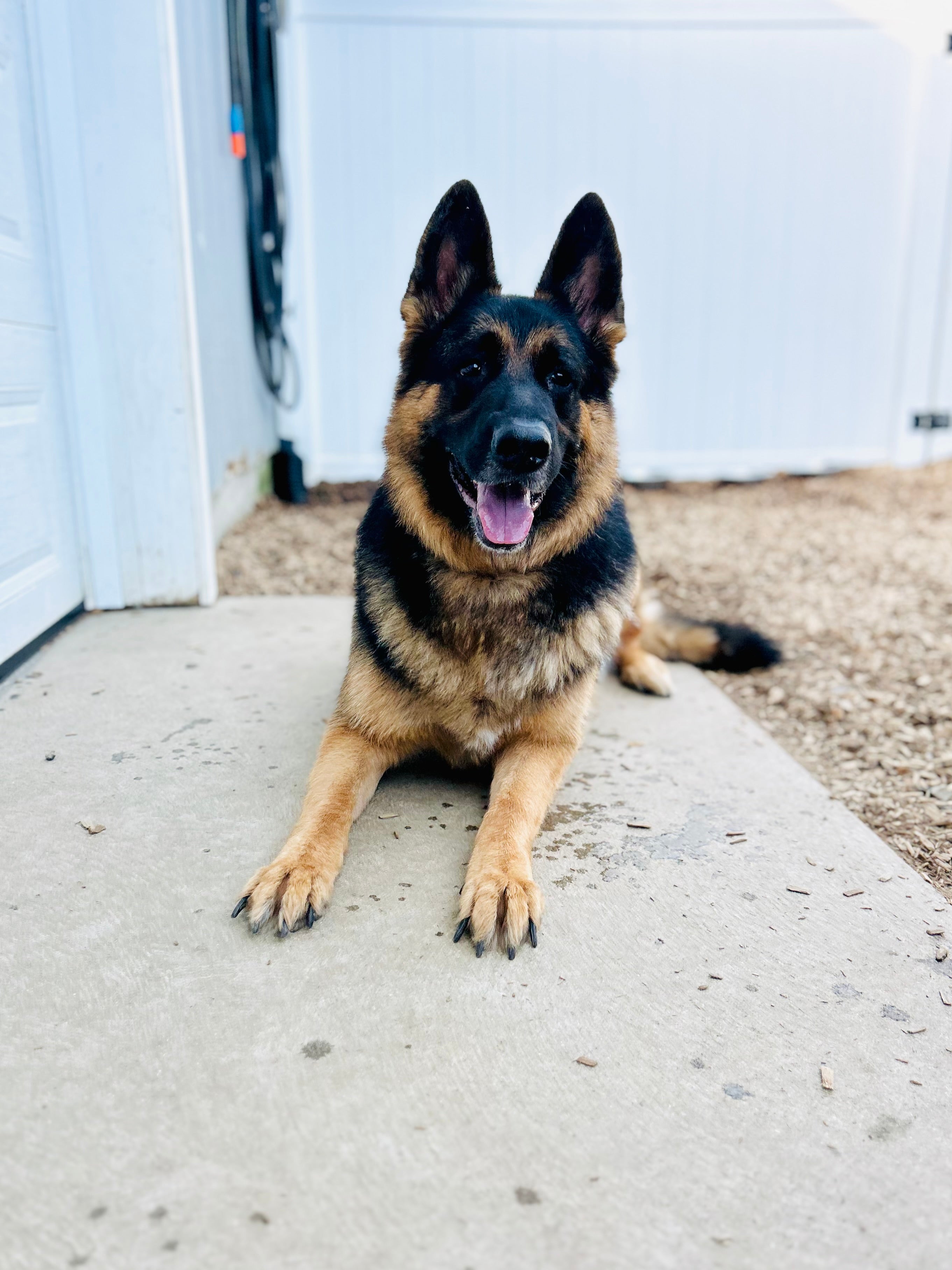 Pet Dog Stickers