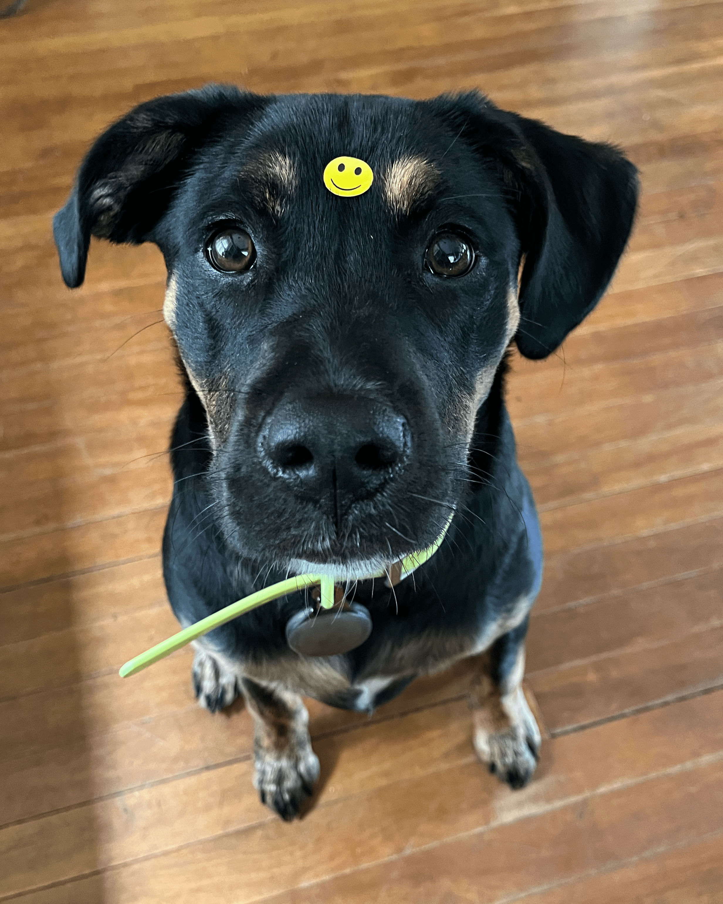 Pet Dog Stickers