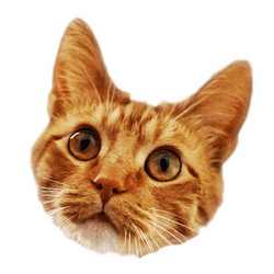 Iridescent Holographic