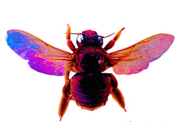 Iridescent Holographic