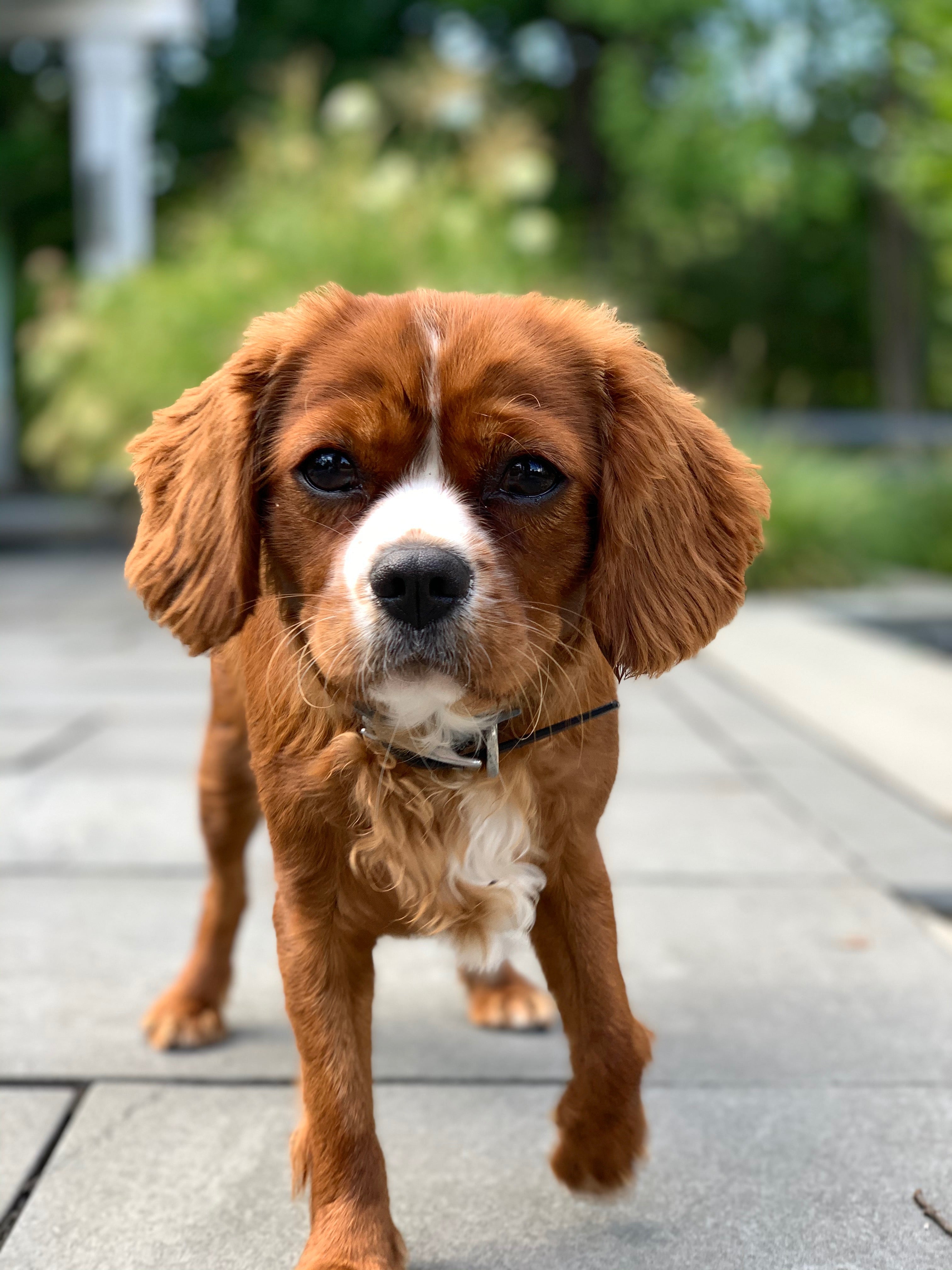 Pet Dog Stickers