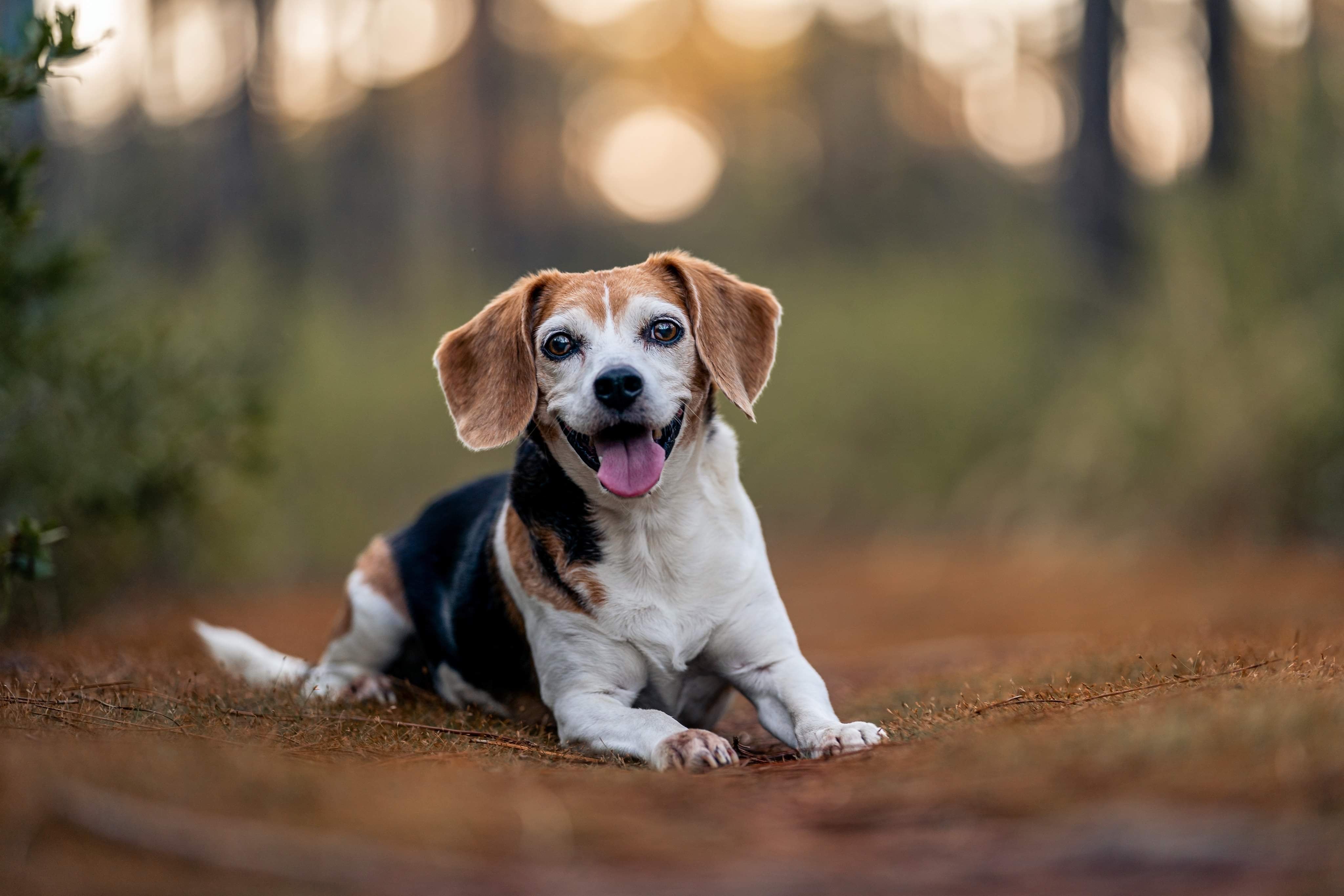 Pet Dog Stickers